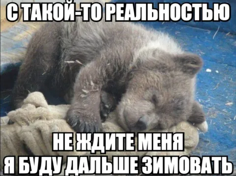 Медведь продолжает зимовать