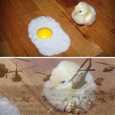 Цыплёнок идёт на штурм яйца