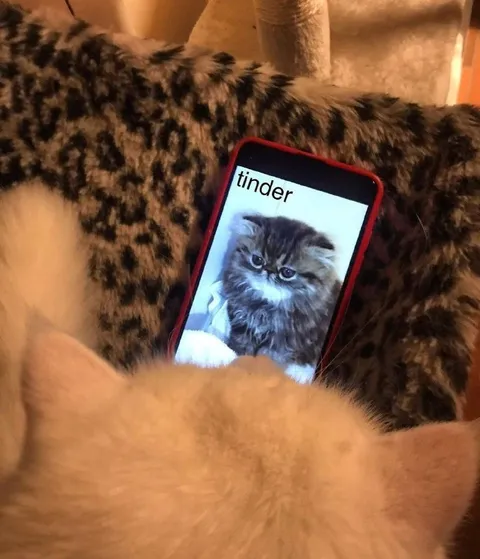Grumpy Cat on Tinder