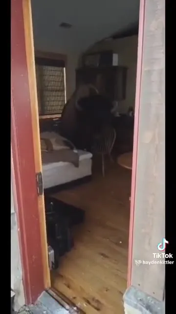 Бизон заходит в дом