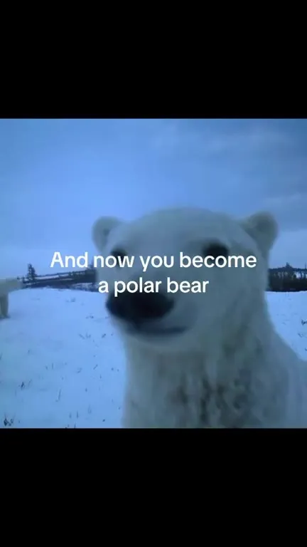 You Become a Polar Bear