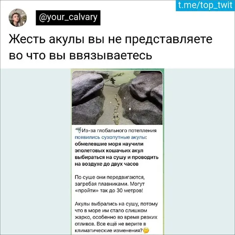 Акула вышла на сушу