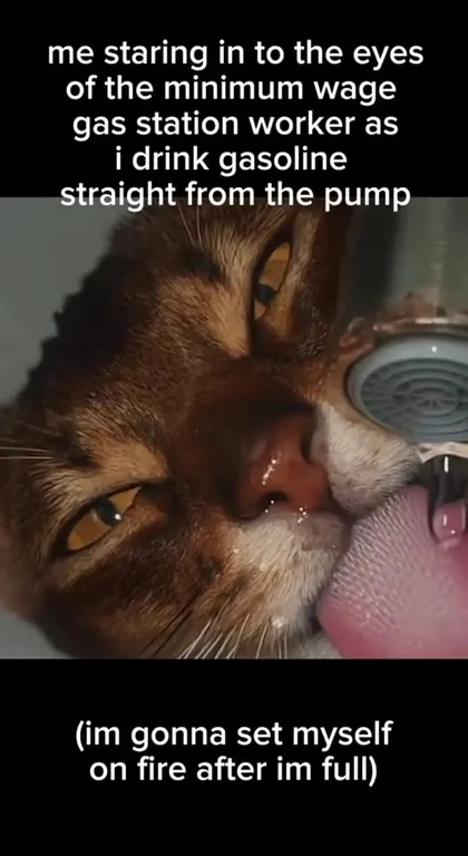 Cat Drinks Gasoline at the Pump