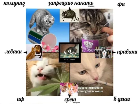 Кошачий политический компас