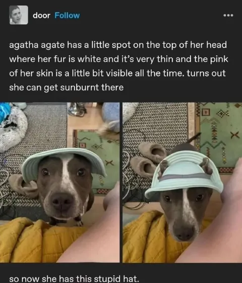 Dog’s Stupid Sun Hat