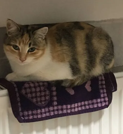 Кошка на батарее