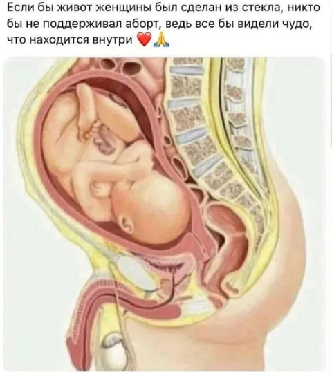 Если бы живот был стеклянным