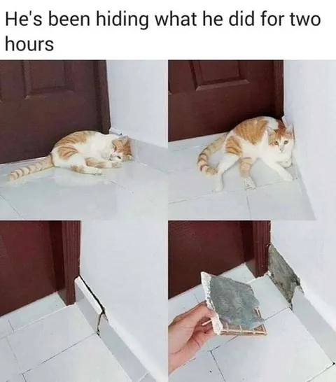 Cat Hides a Broken Wall