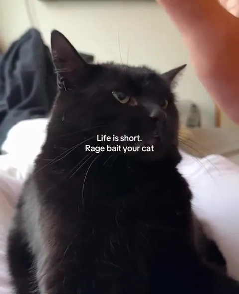 Rage Bait Your Cat