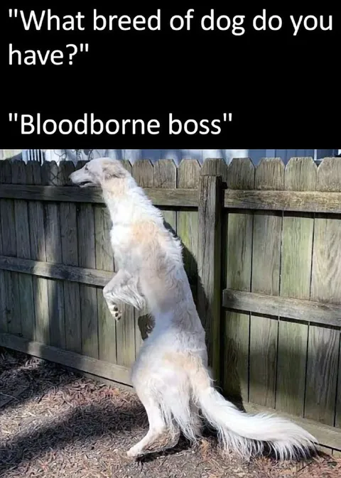Bloodborne Boss Dog Breed