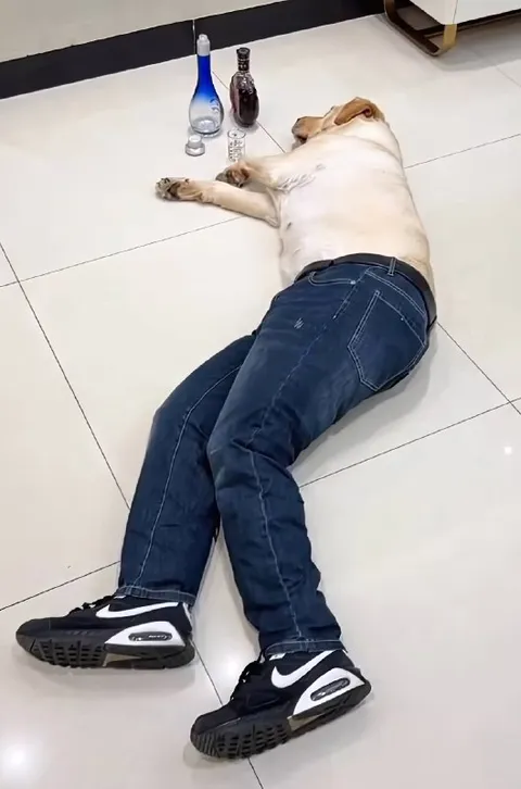 Пьяный пёс после вечеринки