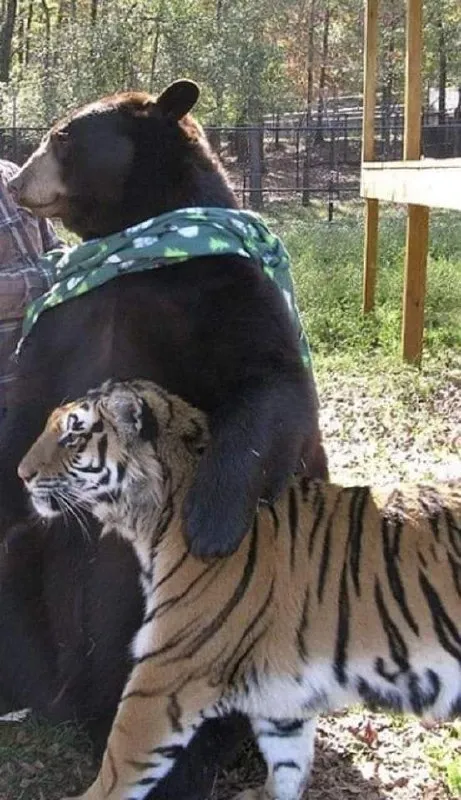 Медведь обнимает тигра