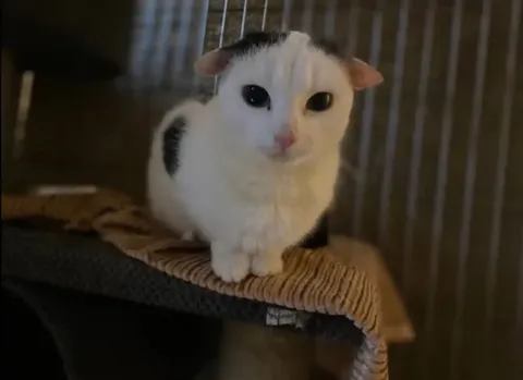 Кот смотрит с укором