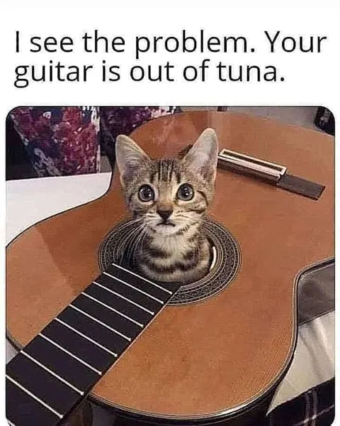 Cat Is Out of Tune