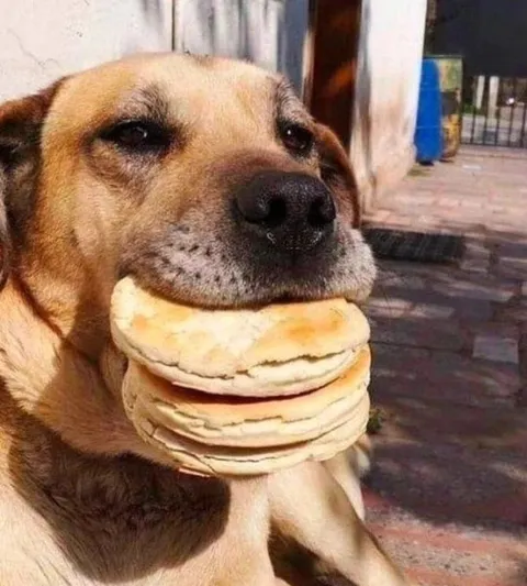 Собака с огромным бургером