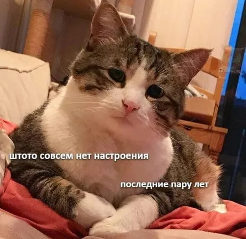Кот без настроения последние пару лет