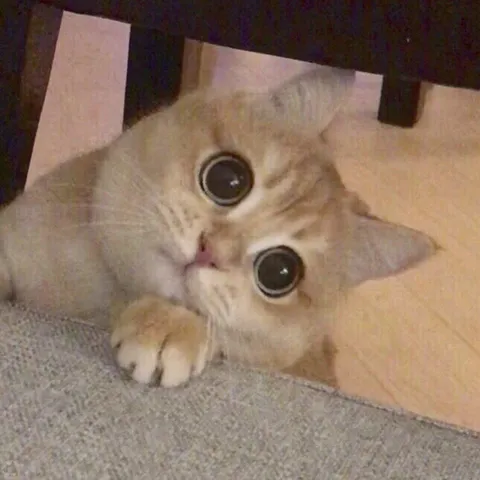 Кот с огромными глазами