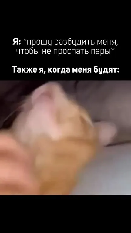 Кот, которого будят на пары