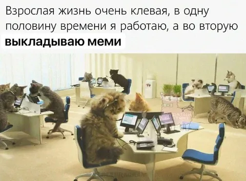 Взрослая жизнь и мемы