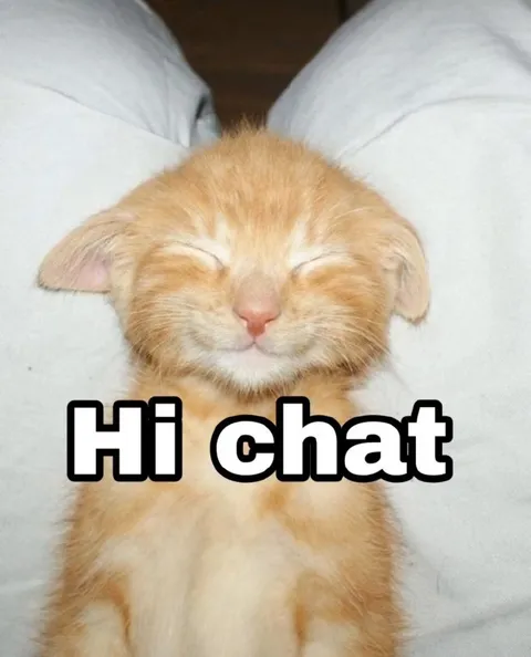 Hi chat sleeping kitten