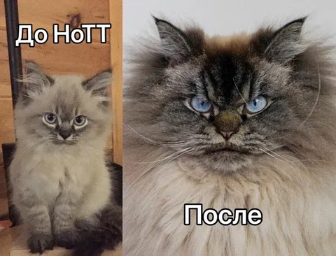 Кот до и после Нотта
