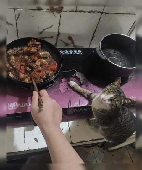 Кот помогает готовить
