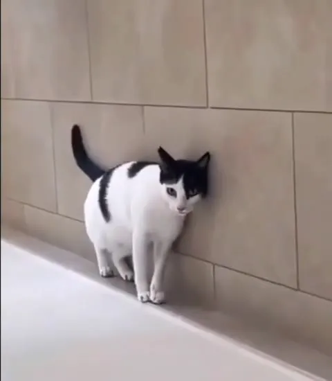 Кот скользит по ванной