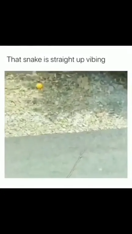 Snake Vibing to Break My Stride