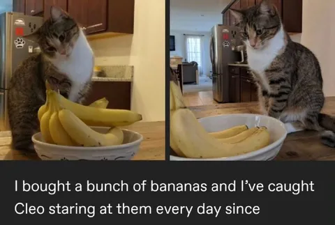 Cat Staring at Bananas