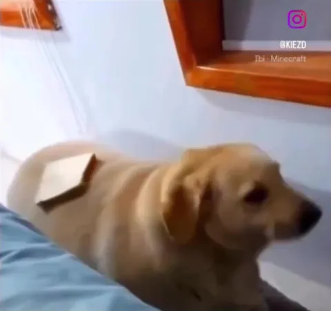 Собака с хлебом на спине