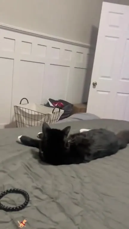 Cats vs Animal Masks