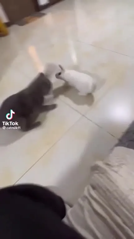 Кот и кролик устроили погоню