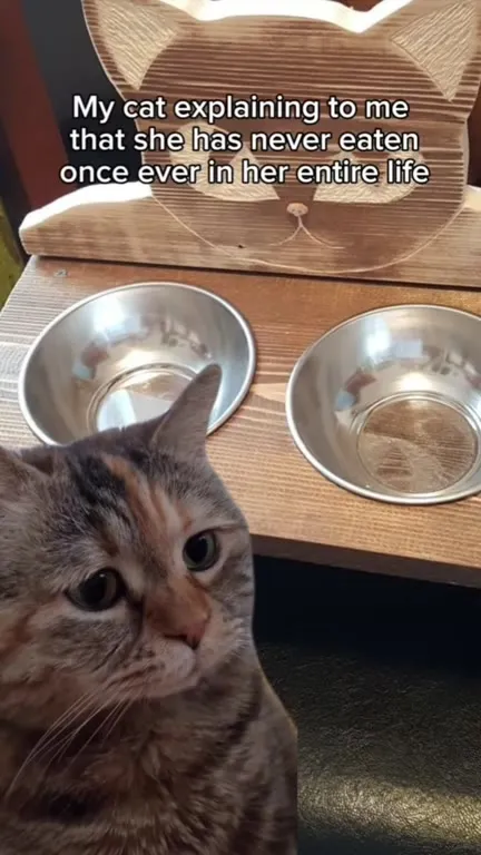 Cat Explaining Her Empty Bowls