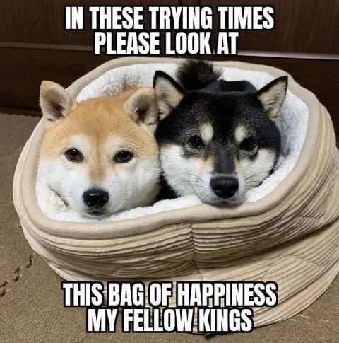 Bag of Happiness Shiba Inu