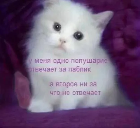 Одно полушарие отвечает за паблик