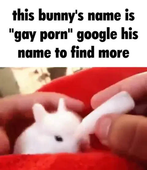 Bunny Named Gay Porn