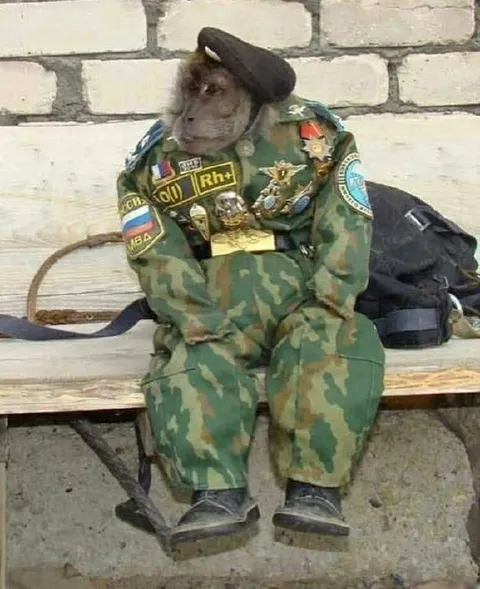 Обезьяна в военной форме
