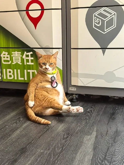 坐在责任旁边的猫