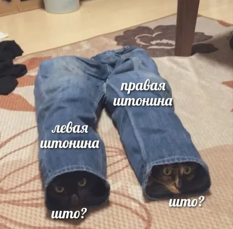 Коты в штанинах