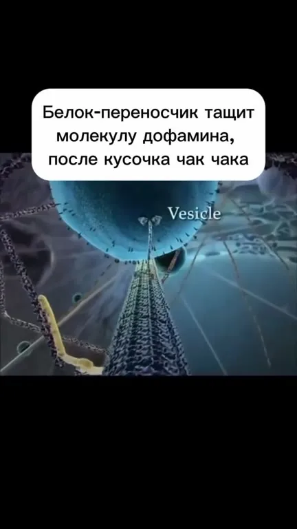 Белок тащит дофамин после чака чака