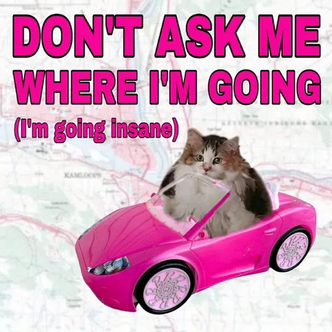 Pink Car Cat Going Insane