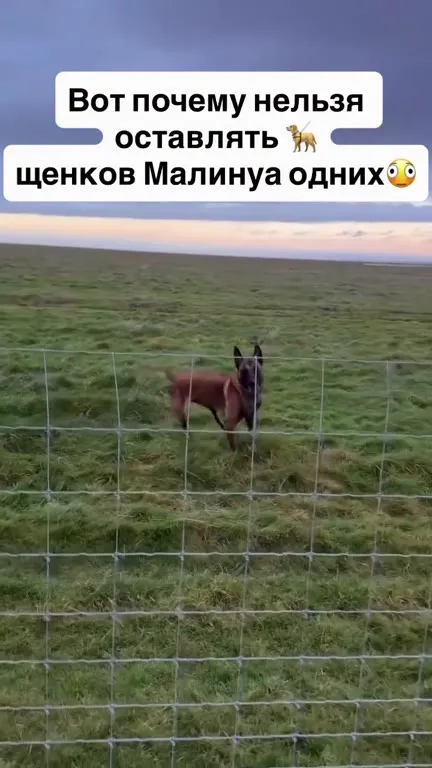 Щенки Малинуа устроили хаос