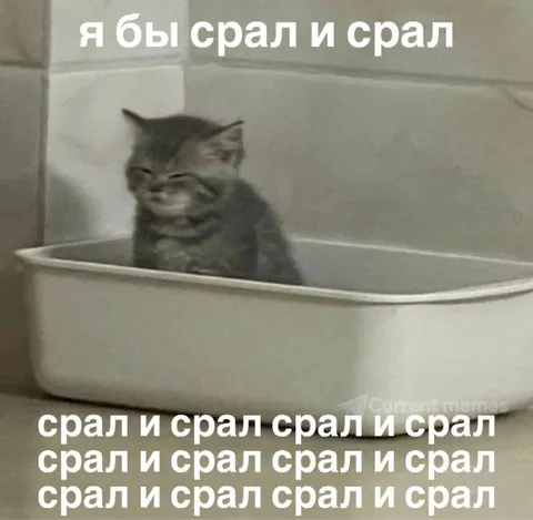 Кот, который всё обосрал