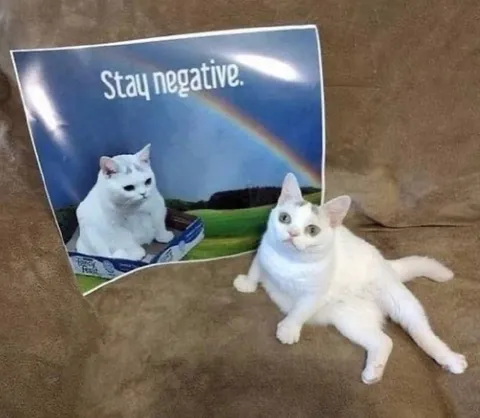 Stay Negative Cat