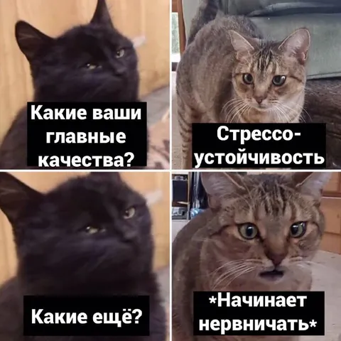 Коты и стрессоустойчивость