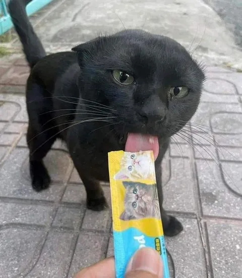 Кот лижет лакомство