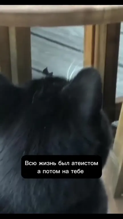 Кот увидел небесное знамение