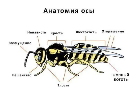 Анатомия осы