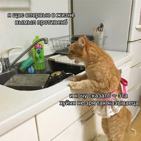 Кот впервые вымыл противень