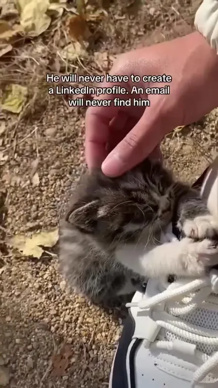 Kitten Avoids LinkedIn Forever